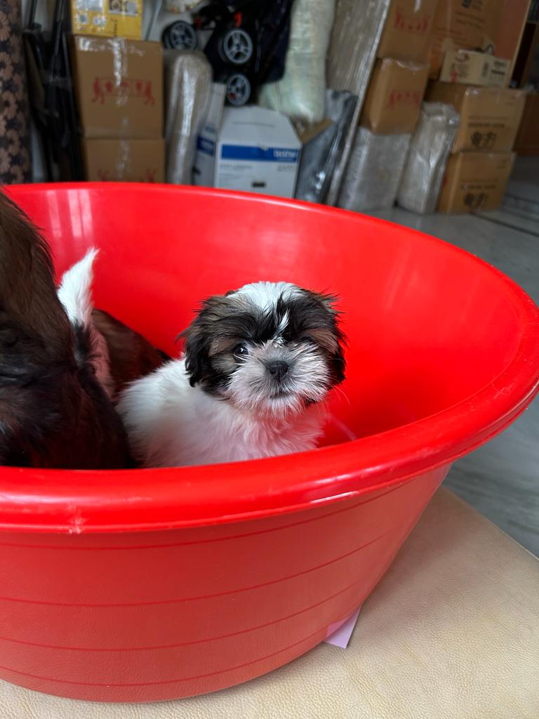 Purebred shihtzu puppies for sale for cheap price 8095708798,Hyderabad ,Pets,Dogs,77traders
