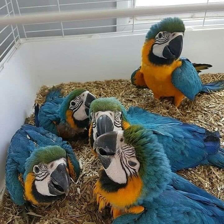 ADULT AND BABY MACAW PARROTS FOR SALE,delhi,Pets,Other Pets