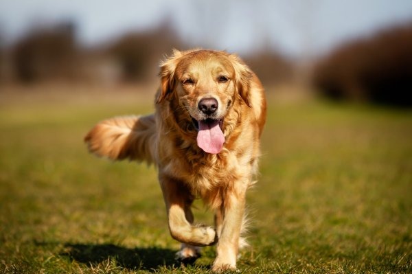 Finding the Perfect Pet Care Services in Nyc,New York,Pets,Other Pets